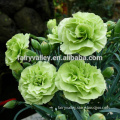 High Quality Pot Cutting Flower Seeds Green Mixed Double Carnation Seeds for Sale